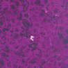 Confeti Surtido Dosificador 40g CREATIVE material-didactico