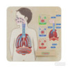 Tablero de Pared Sistema Respiratorio MASTERKIDZ material-didactico