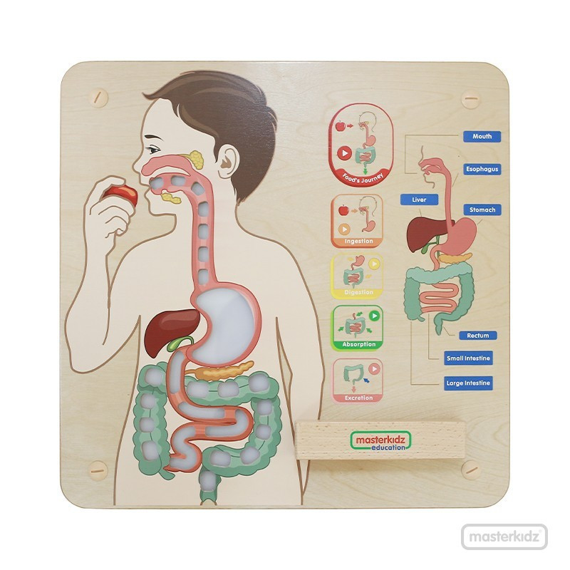 Tablero de Pared Sistema Digestivo MASTERKIDZ material-didactico